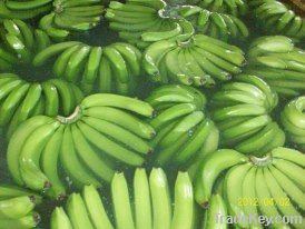 Cavendish bananas