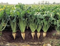 SUGAR BEET