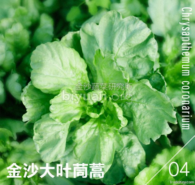 Broadleaf Garland Chrysanthemum By Kingshire Seed Company, China