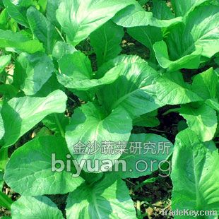 Kingshire Bamboo Leaf Mustard