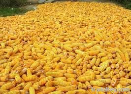 White and Yellow Corns