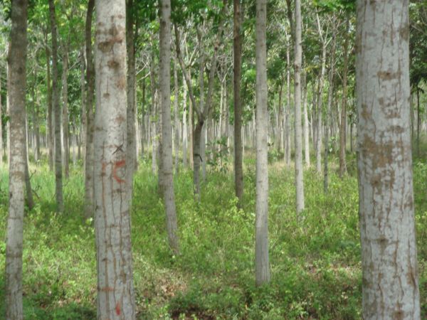 Mahogany Trees