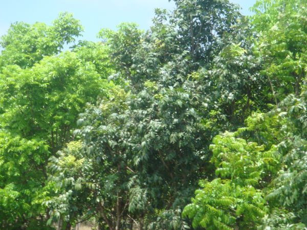 Mahogany Trees