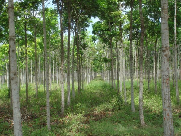 Mahogany Trees