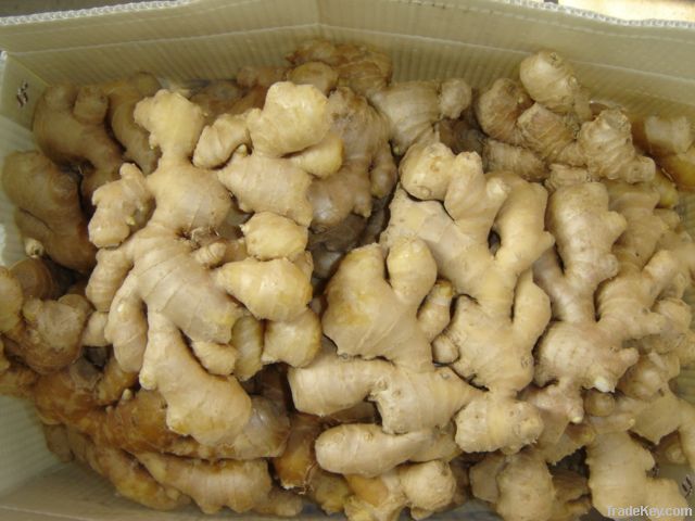 Ginger