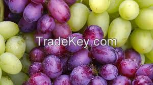 Cavendish Bananas/Fresh Gala Apples/Fresh Apricots/Fresh Avocados/Fresh Berries/Fresh Cherries/Fresh Citrus Fruit/Fresh Coconuts/Fresh Grapes/ Fresh Guava/Fresh Kiwi Fruit