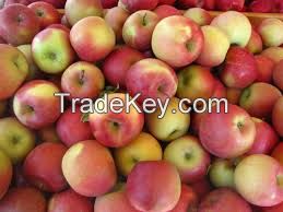  Fresh Fuji Apples/Fresh Mangos/Fresh Mangosteen/Fresh Melons/Fresh Oranges/Fresh Pineapples/Fresh Pomegranates/Fresh Water Melons/Fuji Apples/Young Coconuts/Fresh Lemons