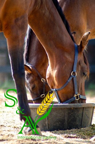 Oat Feed for Horses & Camels