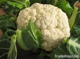 CAULIFLOWER