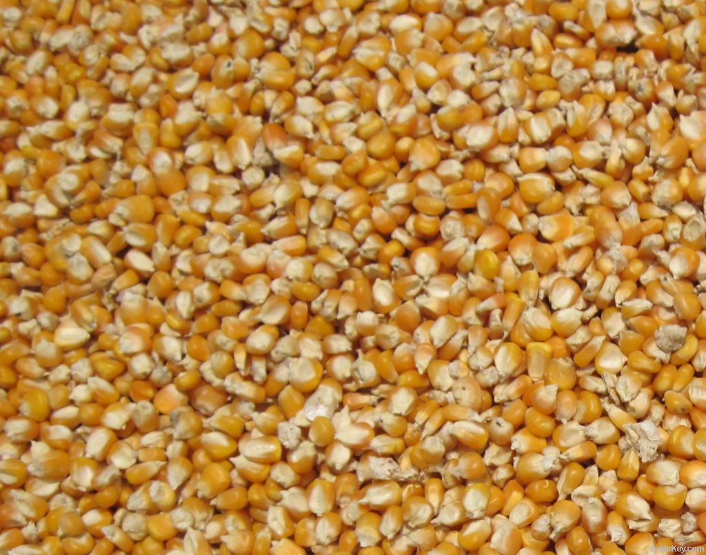 Maize | Maize Exporter | Corn Grain Seller | Maize Buyer | Bulk Maize Grain Importer | Corn bean Buyer | Corn bean Wholesaler | Corn Grain Manufacturer | Best Quality Corn Grain | Cheap Maize Supplier | Low Price Corn | Yellow Corn | White Cron | Baby Mai