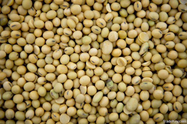 GMO Soybeans