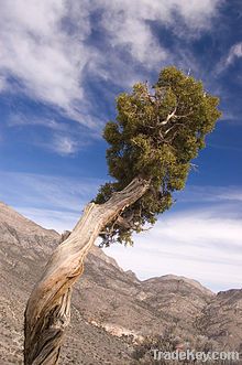 Juniper Berry Oil