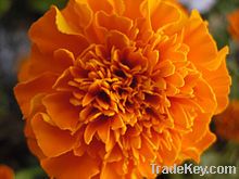 Tagetes Oil