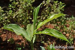 Costus Root Oil