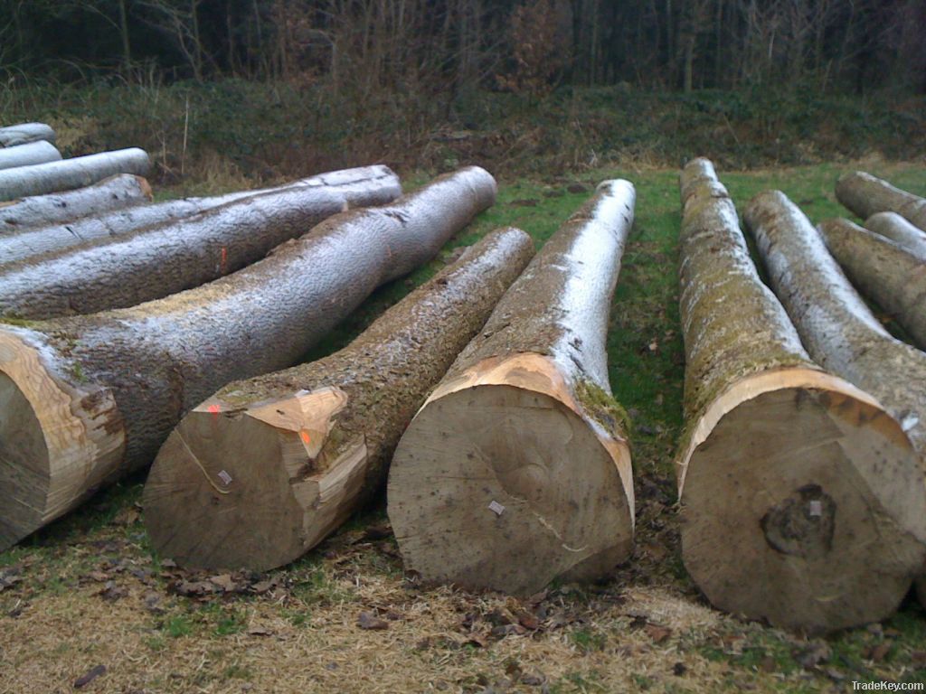 Ash Logs