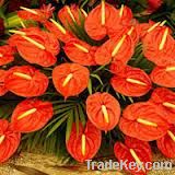 Anthurium