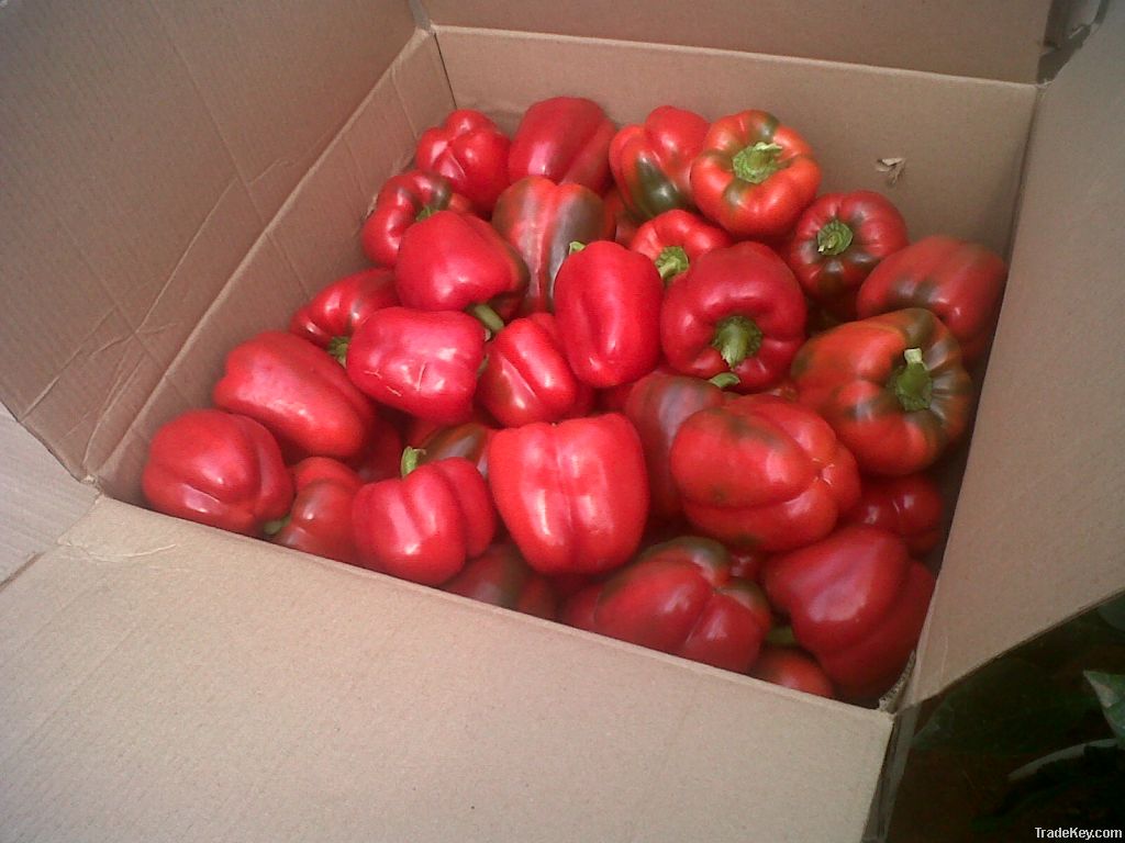 Excellent Quality Capsicum