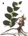 Giant Knotweed Extract 98% Resveratrol