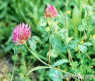 Red Clover Extract 20% Isoflavones