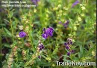 100% natural scutellaria baicalensis extract (*****)