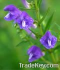 100% natural scutellaria baicalensis extract (*****)