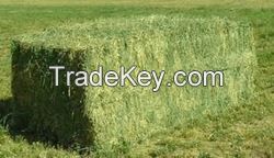 Rhodes Grass & alfalfa hay bales