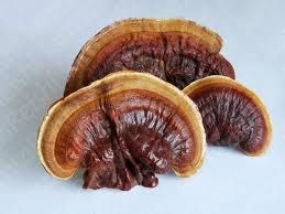 Reishi