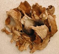 Dried Oyster Mushroom