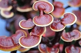 Reishi