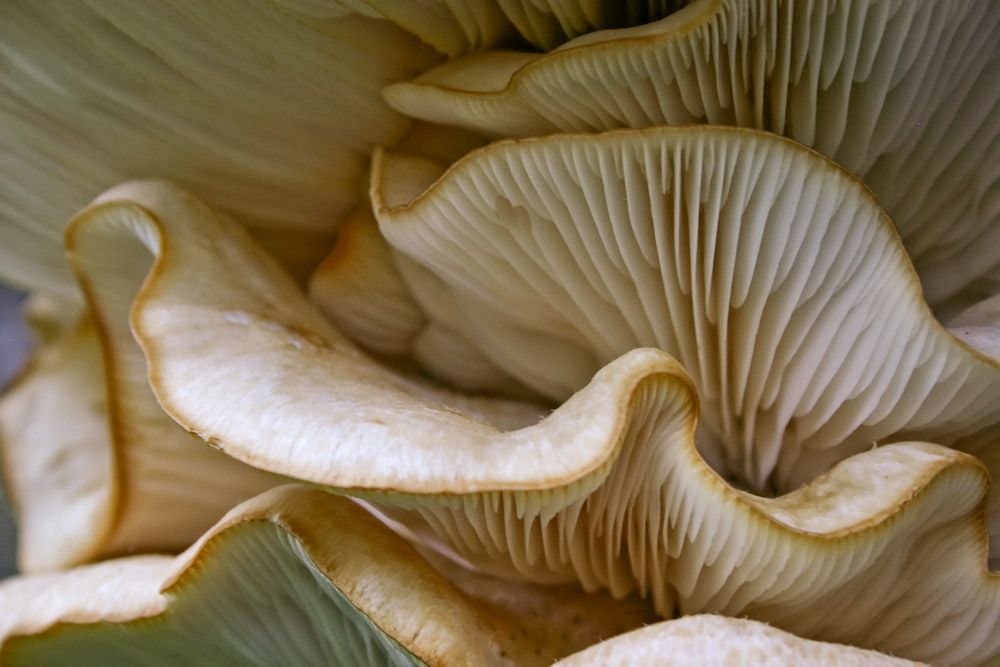 Oyster Mushroom