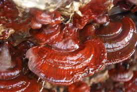 Reishi