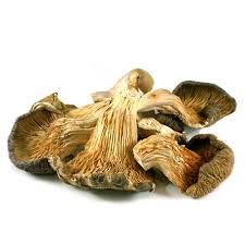 Dried Oyster Mushroom