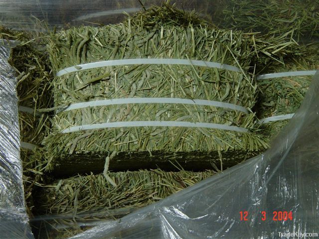 Timothy Grass Hay