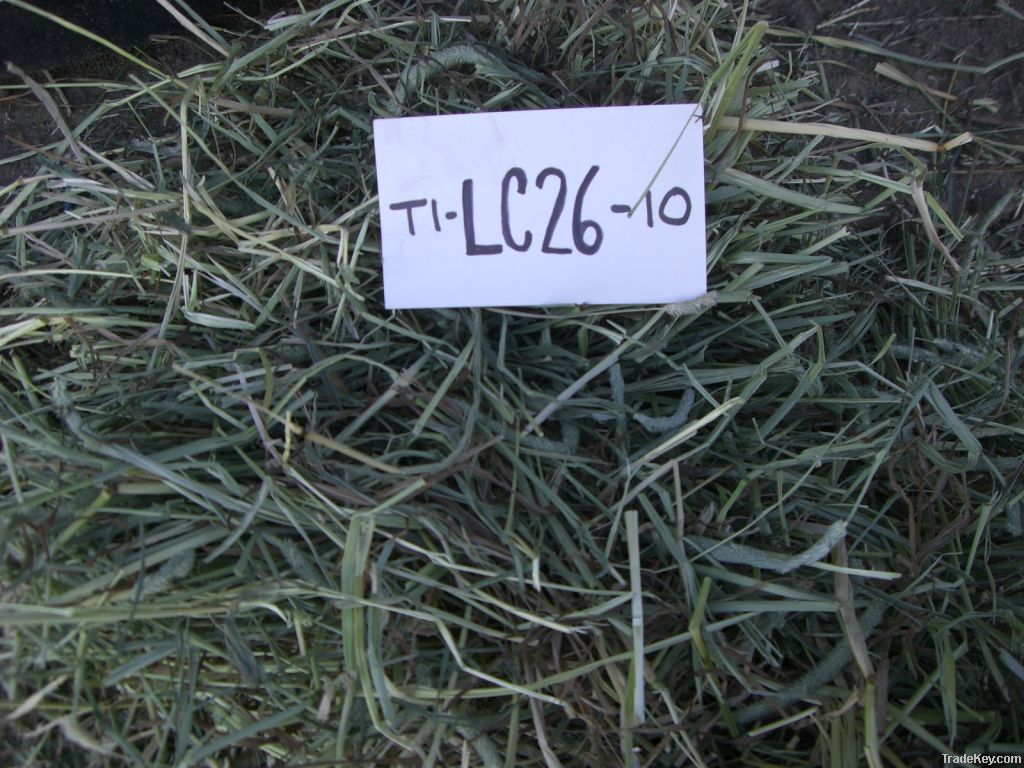 Timothy Grass Hay