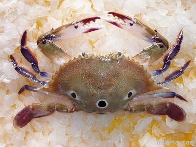 Three Spot Crab (W/R)