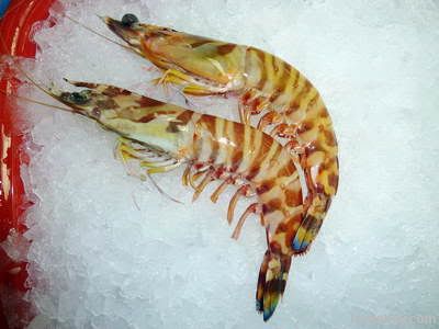 Bamboo Prawn