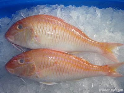 Goat Fish