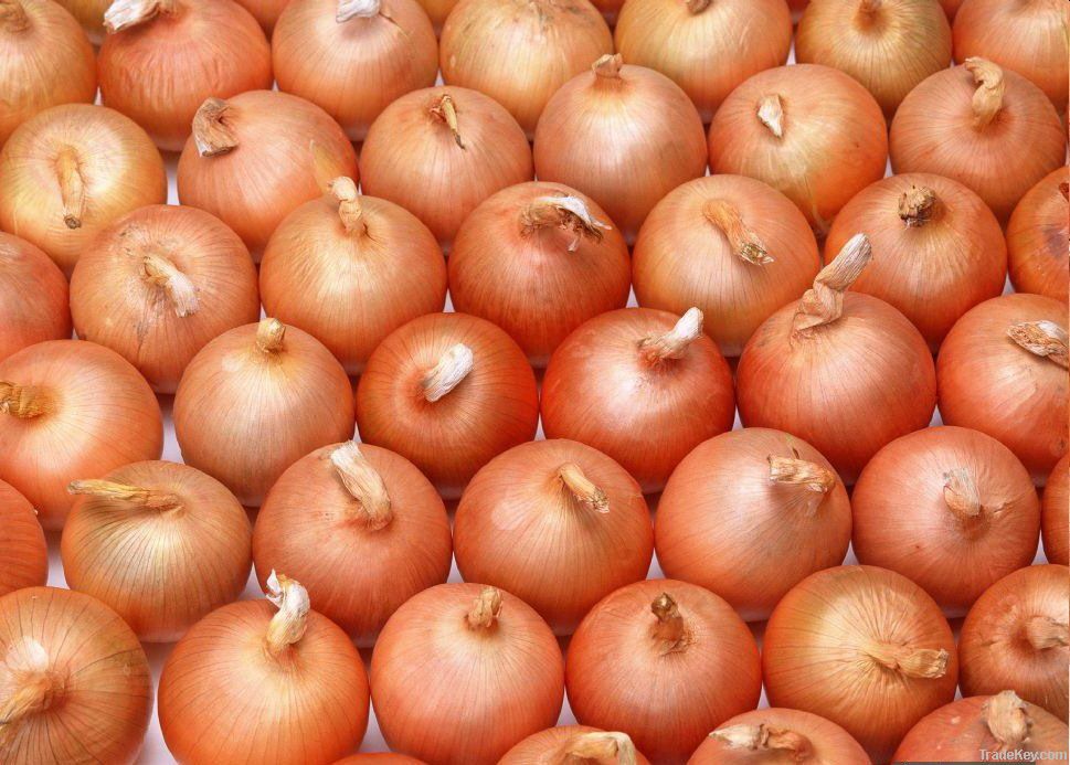 Fresh Red Onion For Sale