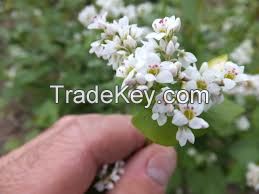 Buckwheat for sale 