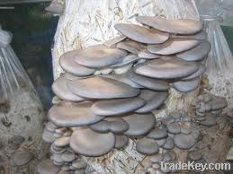 oyster mushrooms