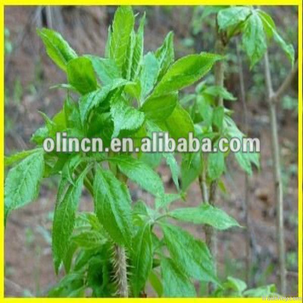 Siberian Ginseng P.E. Extract