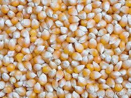 dry yellow corn