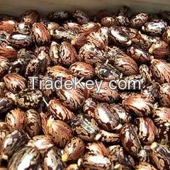 castor seed