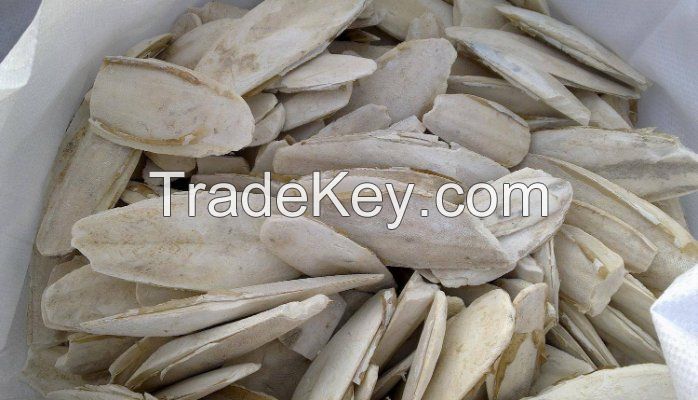 Cuttlefish bone dried