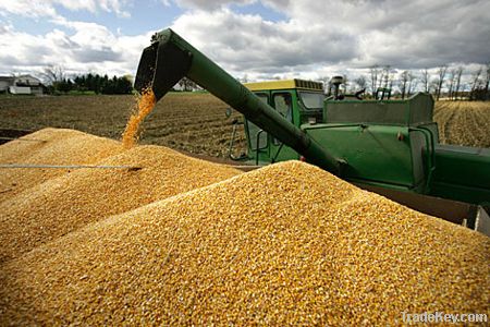 Maize | Maize Exporter | Corn Grain Seller | Maize Buyer | Bulk Maize Grain Importer | Corn bean Buyer | Corn bean Wholesaler | Corn Grain Manufacturer | Best Quality Corn Grain | Cheap Maize Supplier | Low Price Corn | Yellow Corn | White Cron | Baby Mai