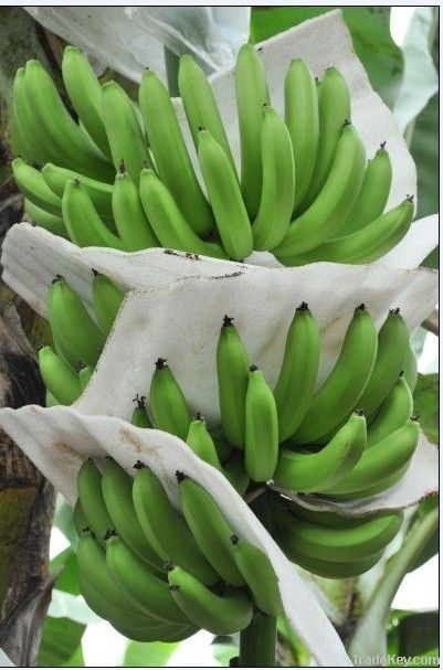 Banana cluster protecting EPE foam sheet extrusion line