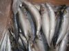 whole round frozen pacific mackerel