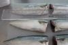 HGT frozen pacific mackerel