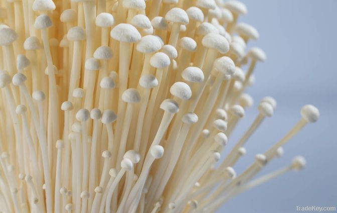 Enoki