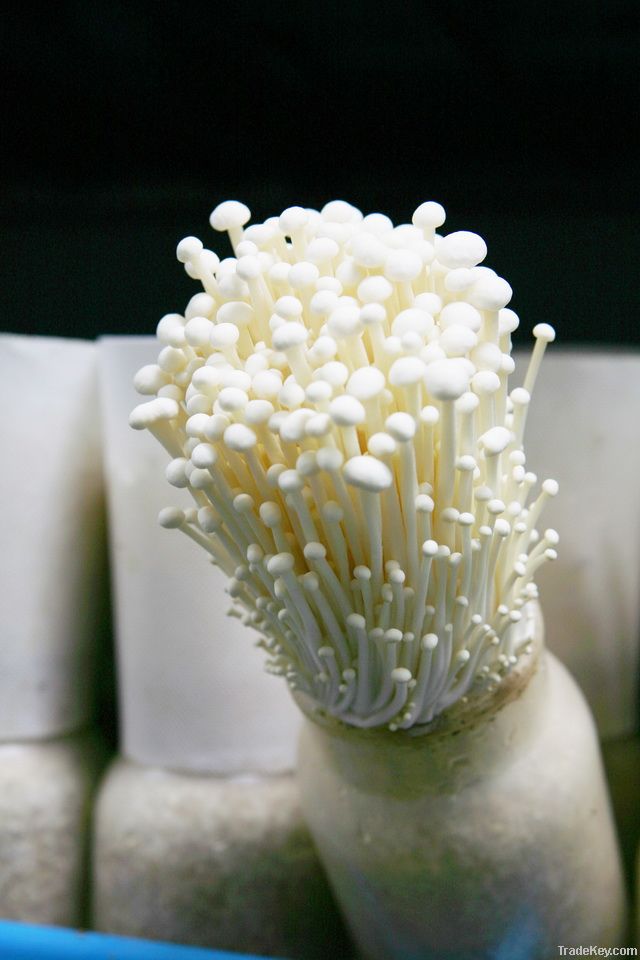 Fresh Enoki